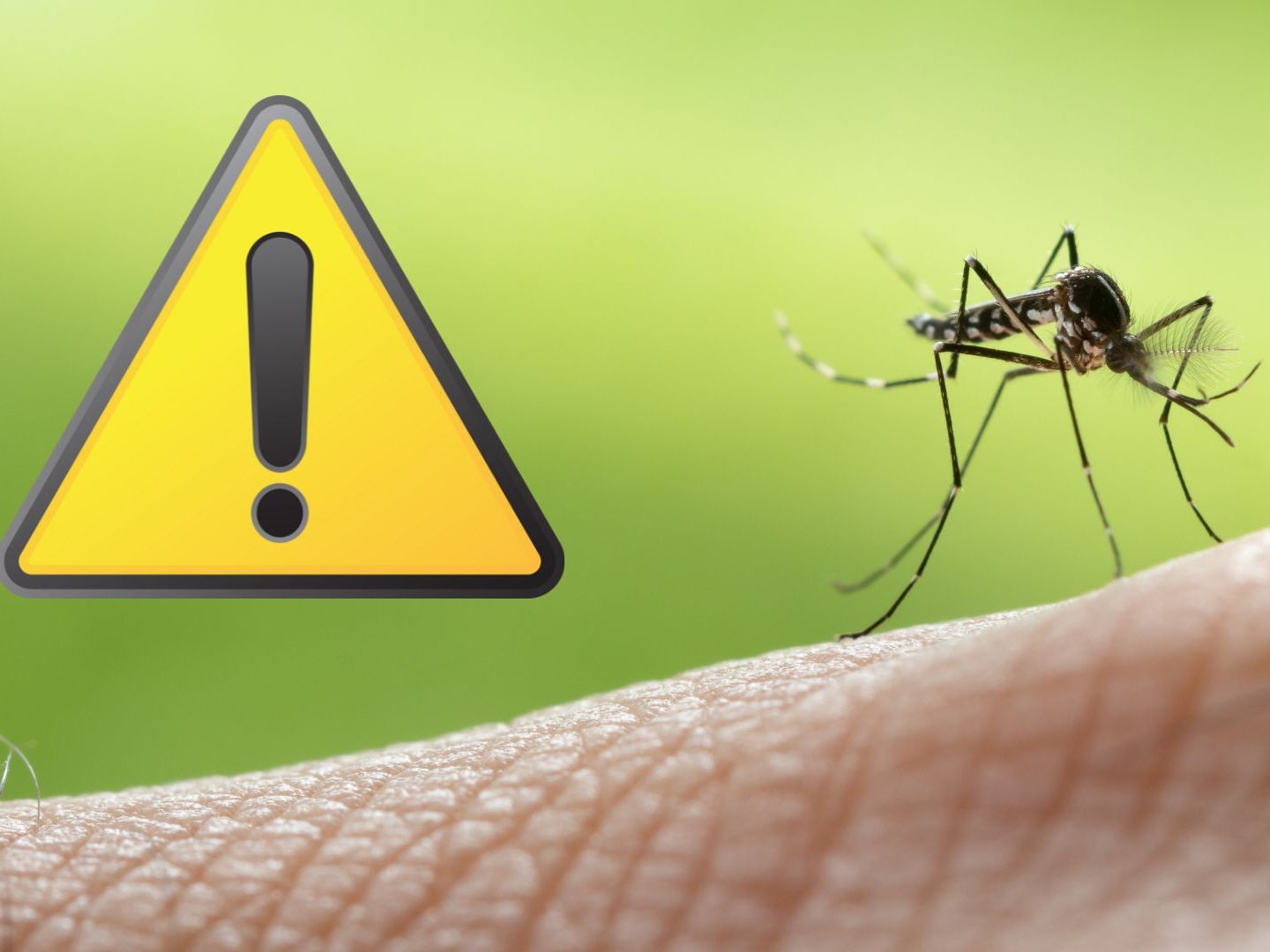 Die WHO mahnt zur Wachsamkeit wegen des Dengue-Fiebers. Die WHO mahnt zur Wachsamkeit wegen des Dengue-Fiebers.