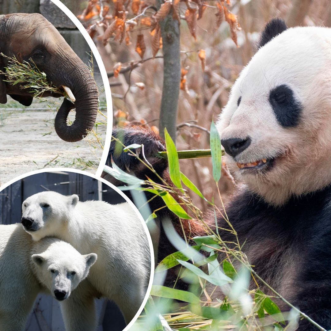 Aus für Tiernamen im Zoo Schönbrunn.