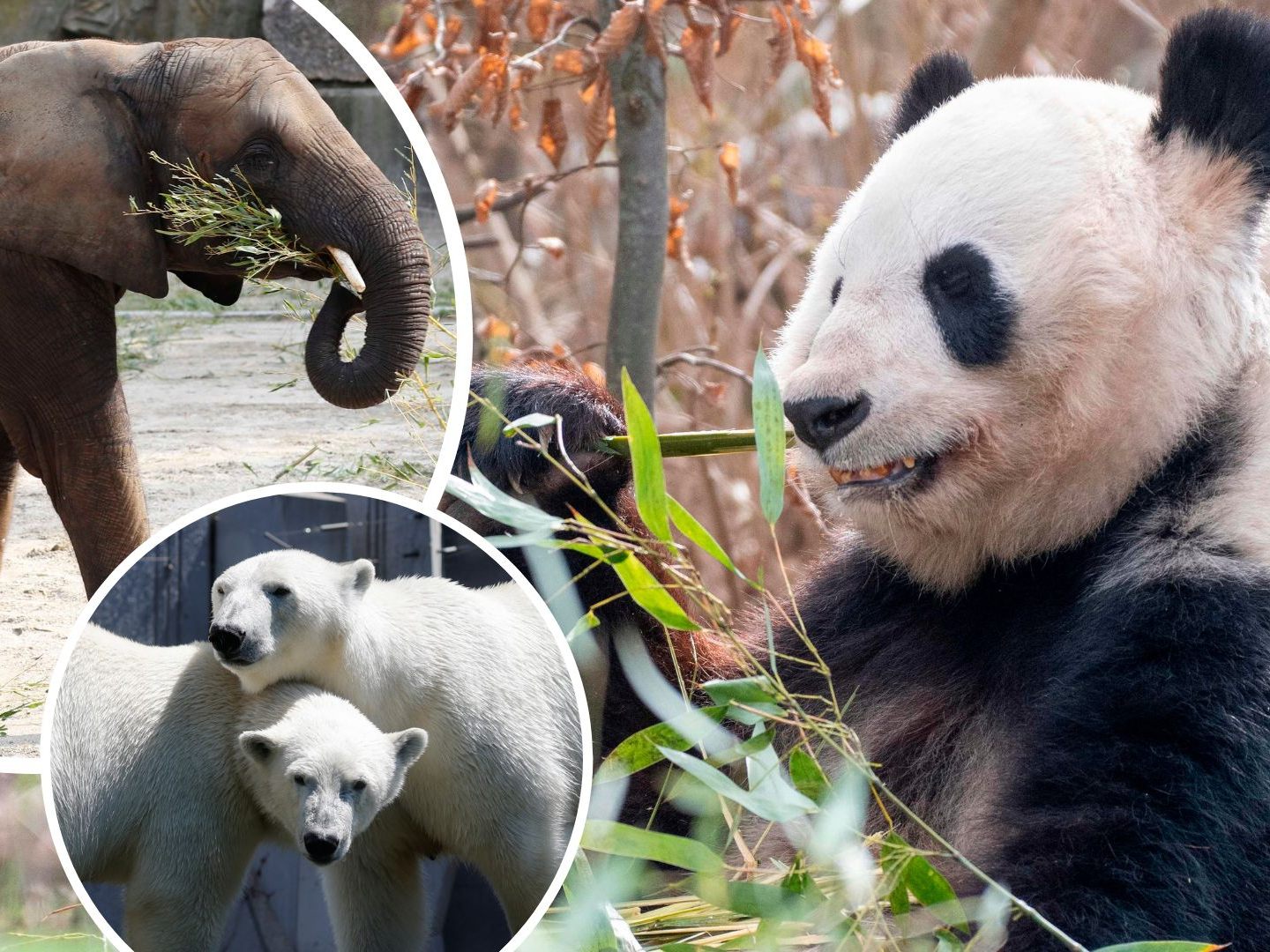 Aus für Tiernamen im Zoo Schönbrunn.