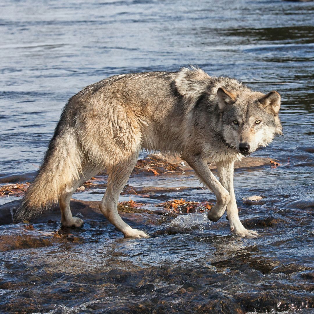In der Donau wurde ein toter Wolf entdeckt.