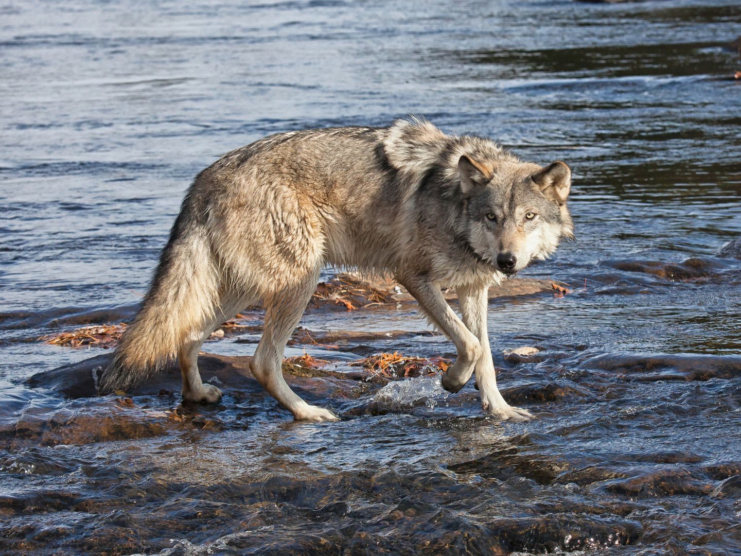 In der Donau wurde ein toter Wolf entdeckt. In der Donau wurde ein toter Wolf entdeckt.