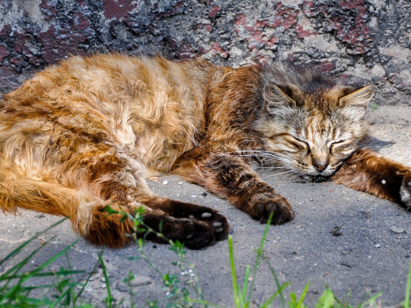 Das Coronavirus grassiert derzeit unter Katzen in Zypern.