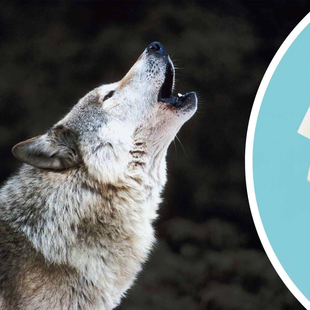 Der Schadenersatz bei Wolfsrissen ist in Österreich von Bundesland zu Bundesland verschieden.