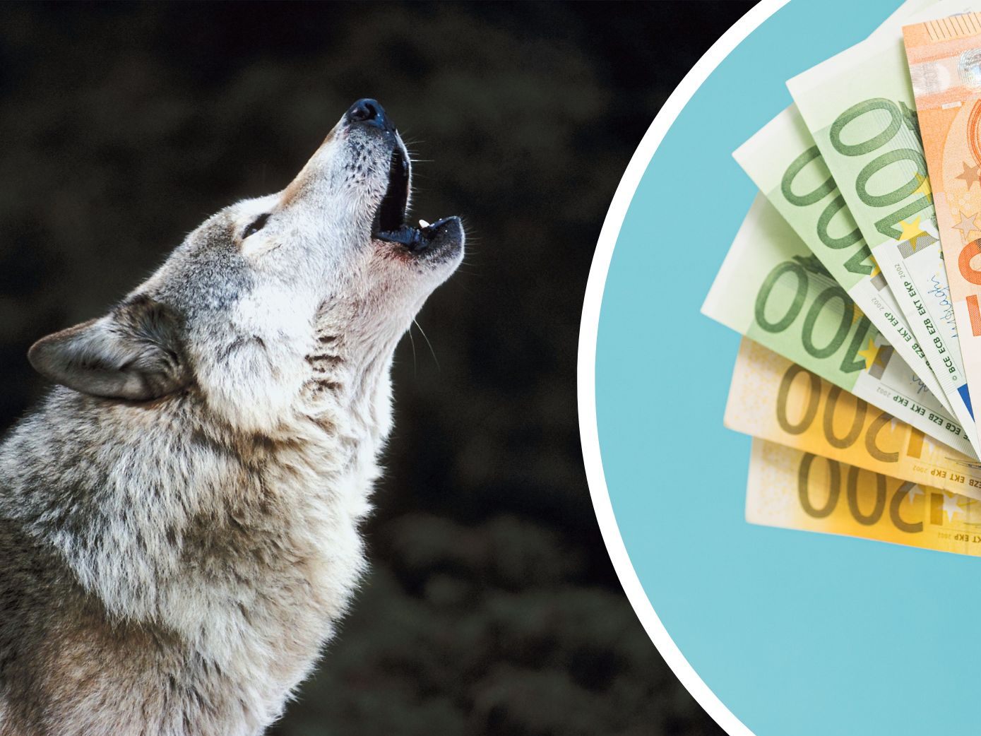 Der Schadenersatz bei Wolfsrissen ist in Österreich von Bundesland zu Bundesland verschieden. Der Schadenersatz bei Wolfsrissen ist in Österreich von Bundesland zu Bundesland verschieden.