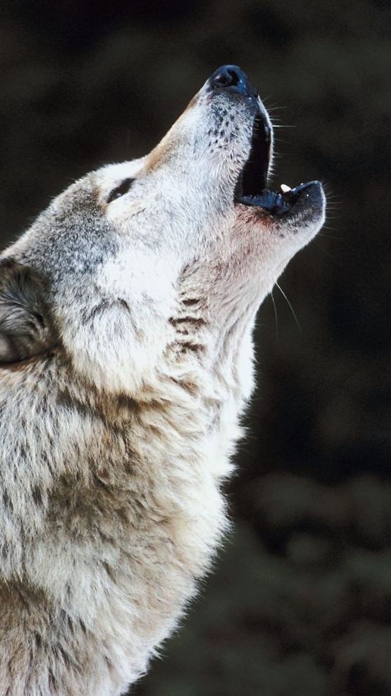Der Schadenersatz bei Wolfsrissen ist in Österreich von Bundesland zu Bundesland verschieden.