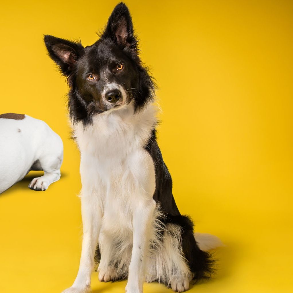 Hunde finden unrealistische Szenen wirklich verwunderlich.