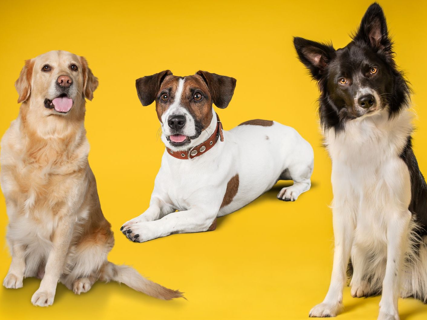 Hunde finden unrealistische Szenen wirklich verwunderlich.