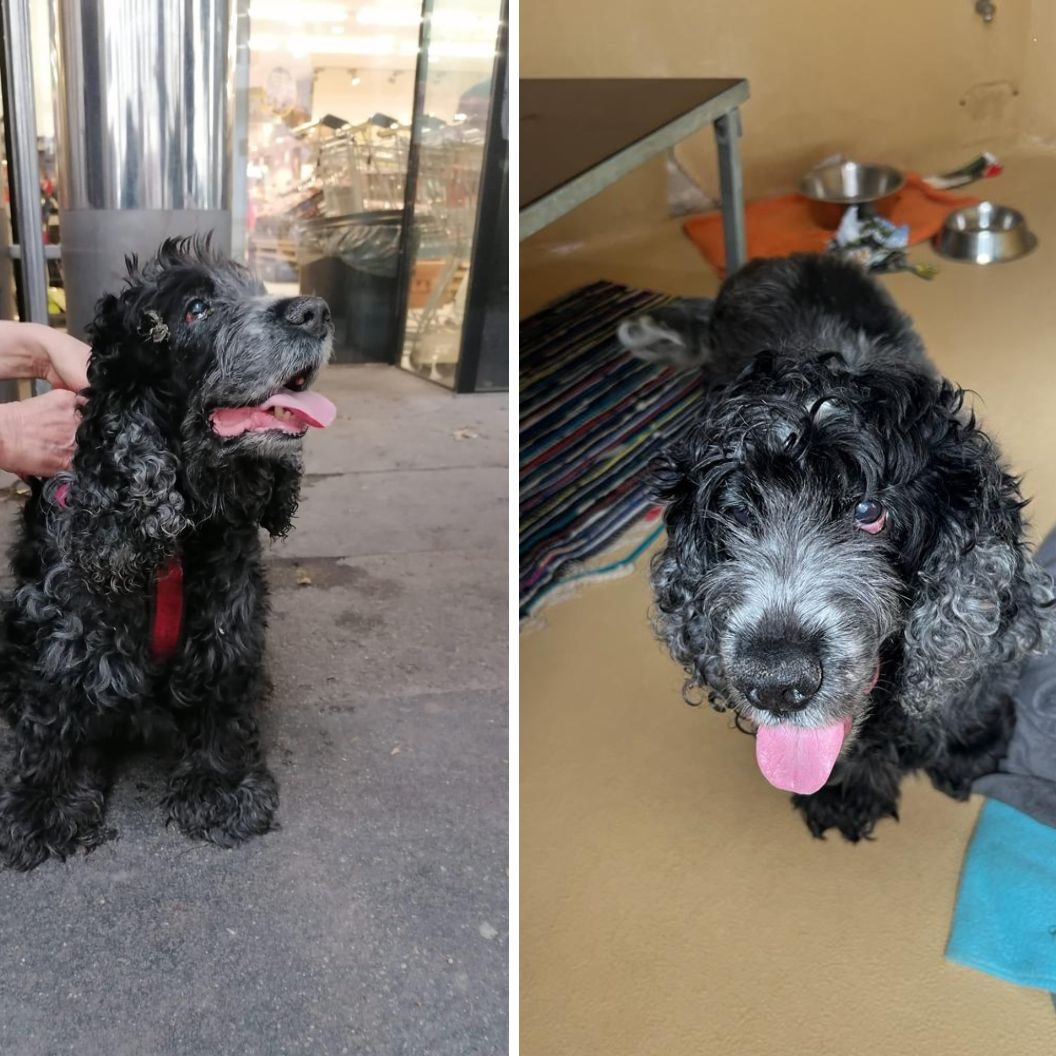 Diese 5-jährige Cocker Spaniel Hündin wurde in Wien bei großer Hitze ausgesetzt.