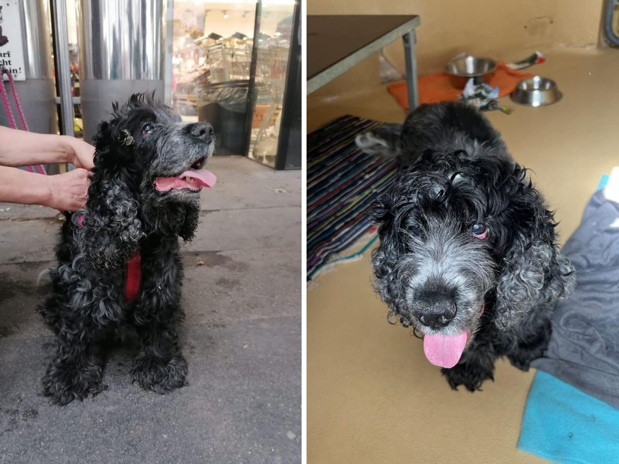 Diese 5-jährige Cocker Spaniel Hündin wurde in Wien bei großer Hitze ausgesetzt.