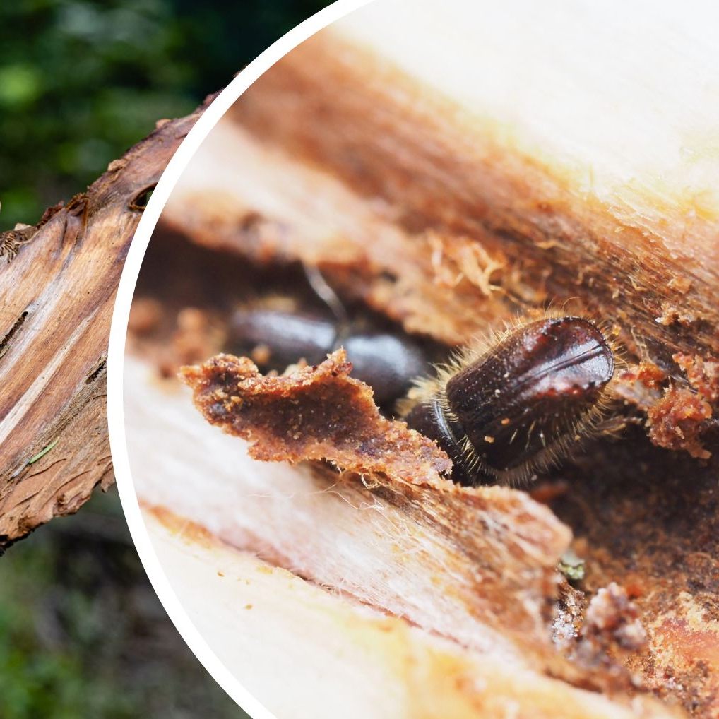 Der Borkenkäfer ist eine Herausforderung für Österreichs Wälder.