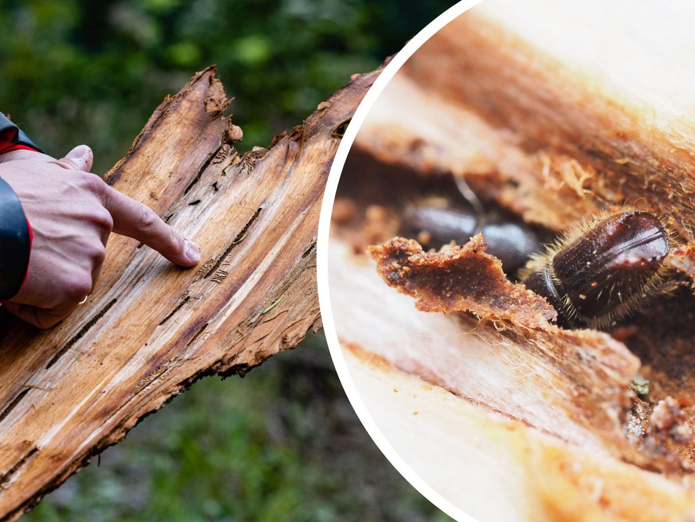 Der Borkenkäfer ist eine Herausforderung für Österreichs Wälder. Der Borkenkäfer ist eine Herausforderung für Österreichs Wälder.