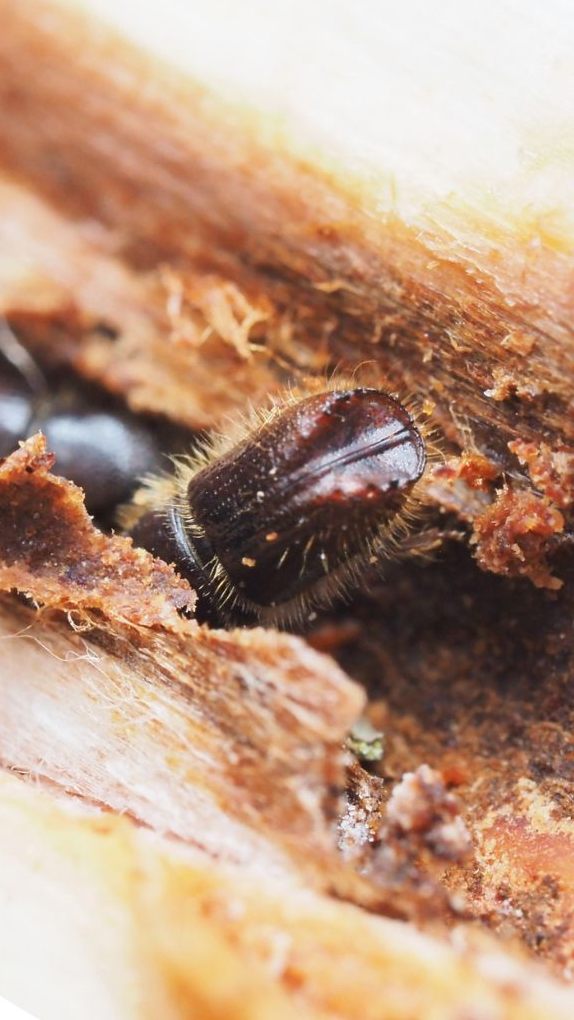 Der Borkenkäfer ist eine Herausforderung für Österreichs Wälder.