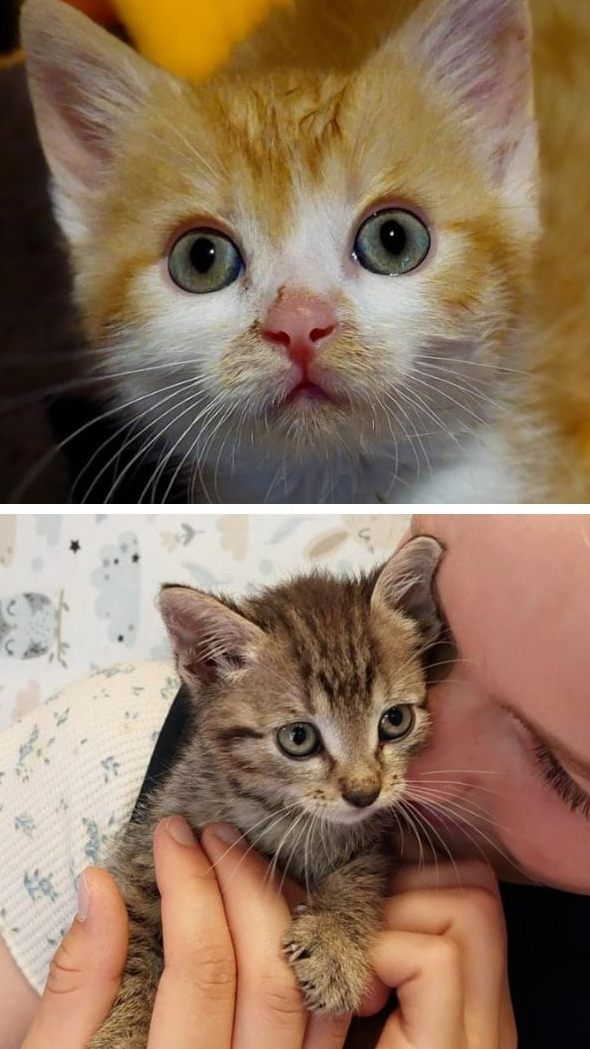 Ein Forstarbeiter fand im Wald drei kleine Kätzchen in einer Kiste.