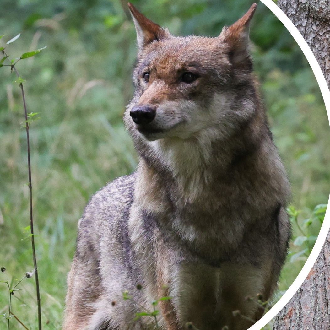 Die Debatte um Wolf und Bär erhitzt in Tirol weiterhin die Gemüter.