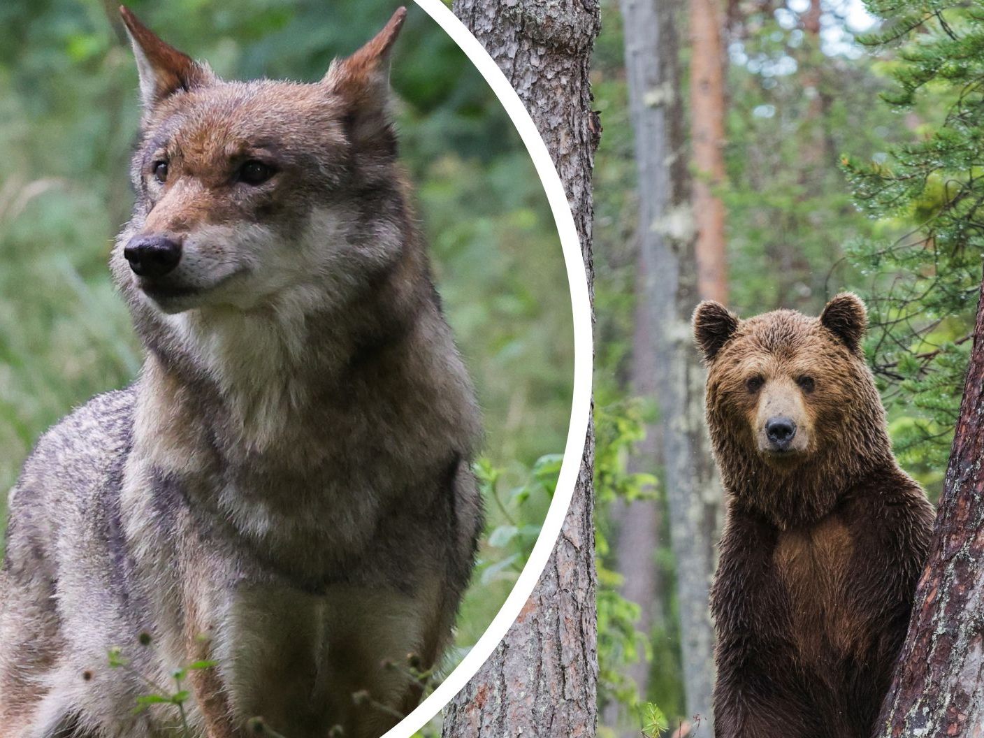 Die Debatte um Wolf und Bär erhitzt in Tirol weiterhin die Gemüter. Die Debatte um Wolf und Bär erhitzt in Tirol weiterhin die Gemüter.