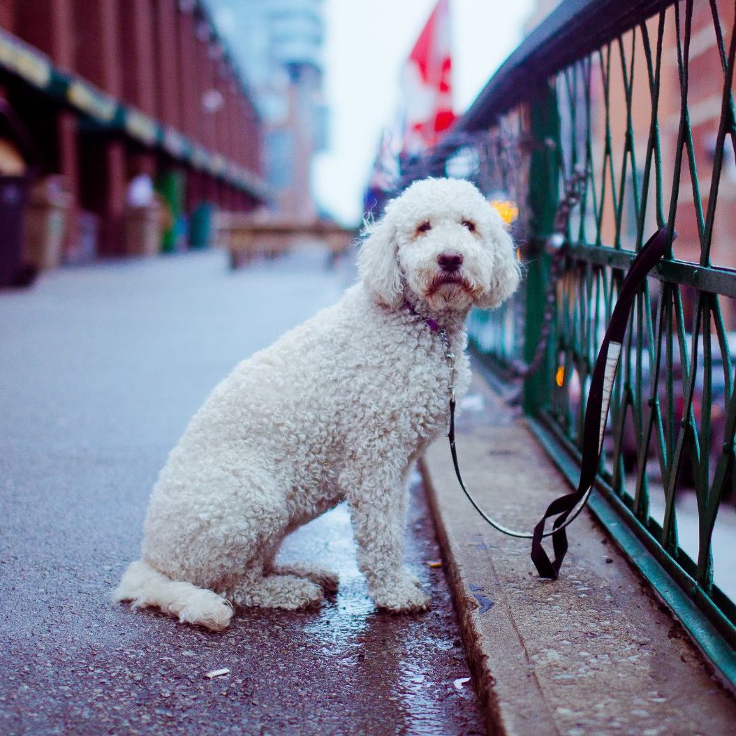 Die Fälle von Tierleid in Wien häufen sich.