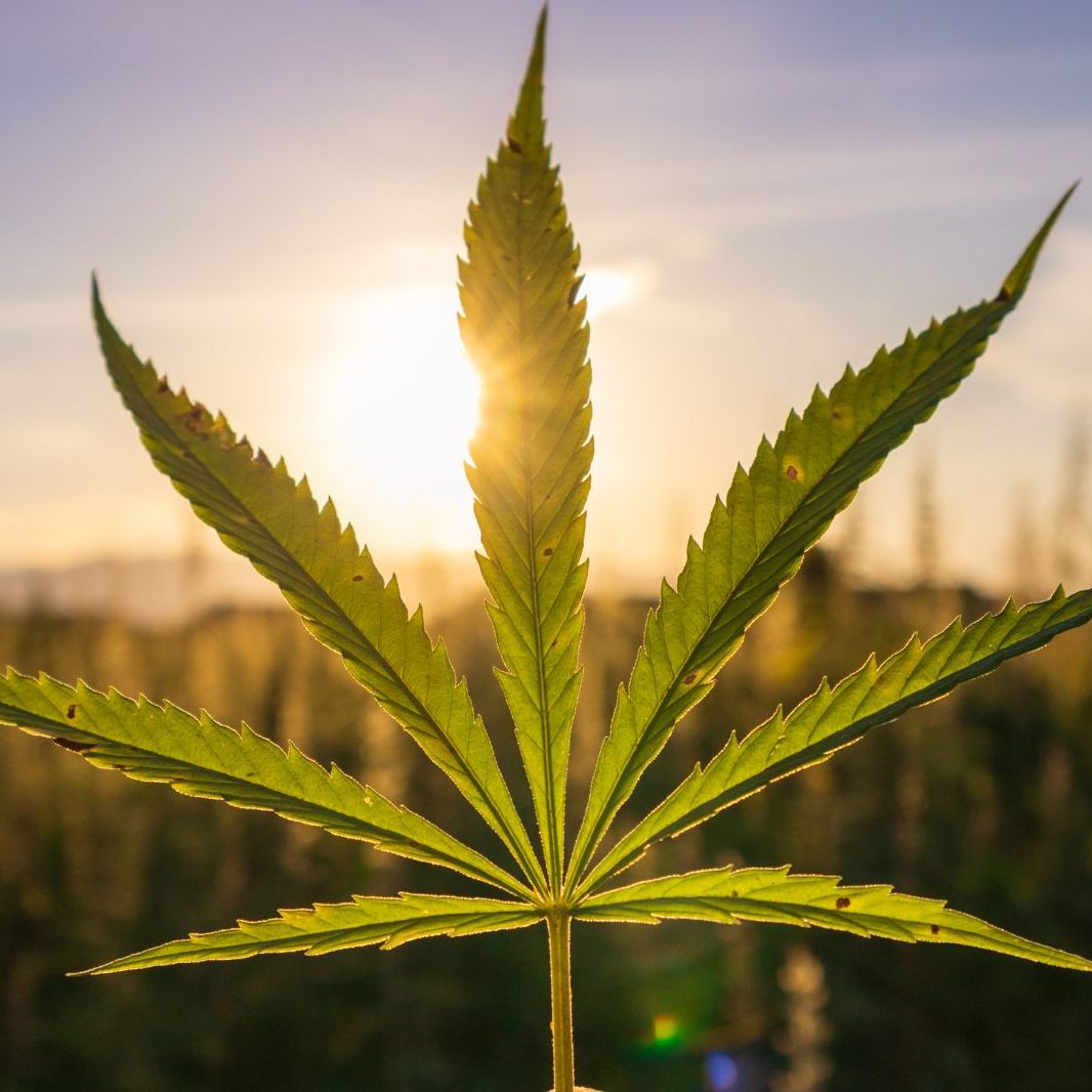 Der Hanfpflanzen-Händler Bushdoctor in Niederösterreich ist insolvent.