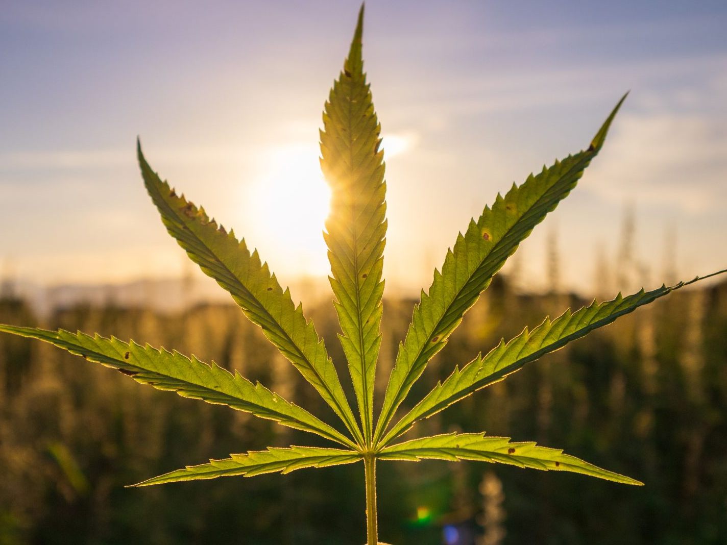 Der Hanfpflanzen-Händler Bushdoctor in Niederösterreich ist insolvent.