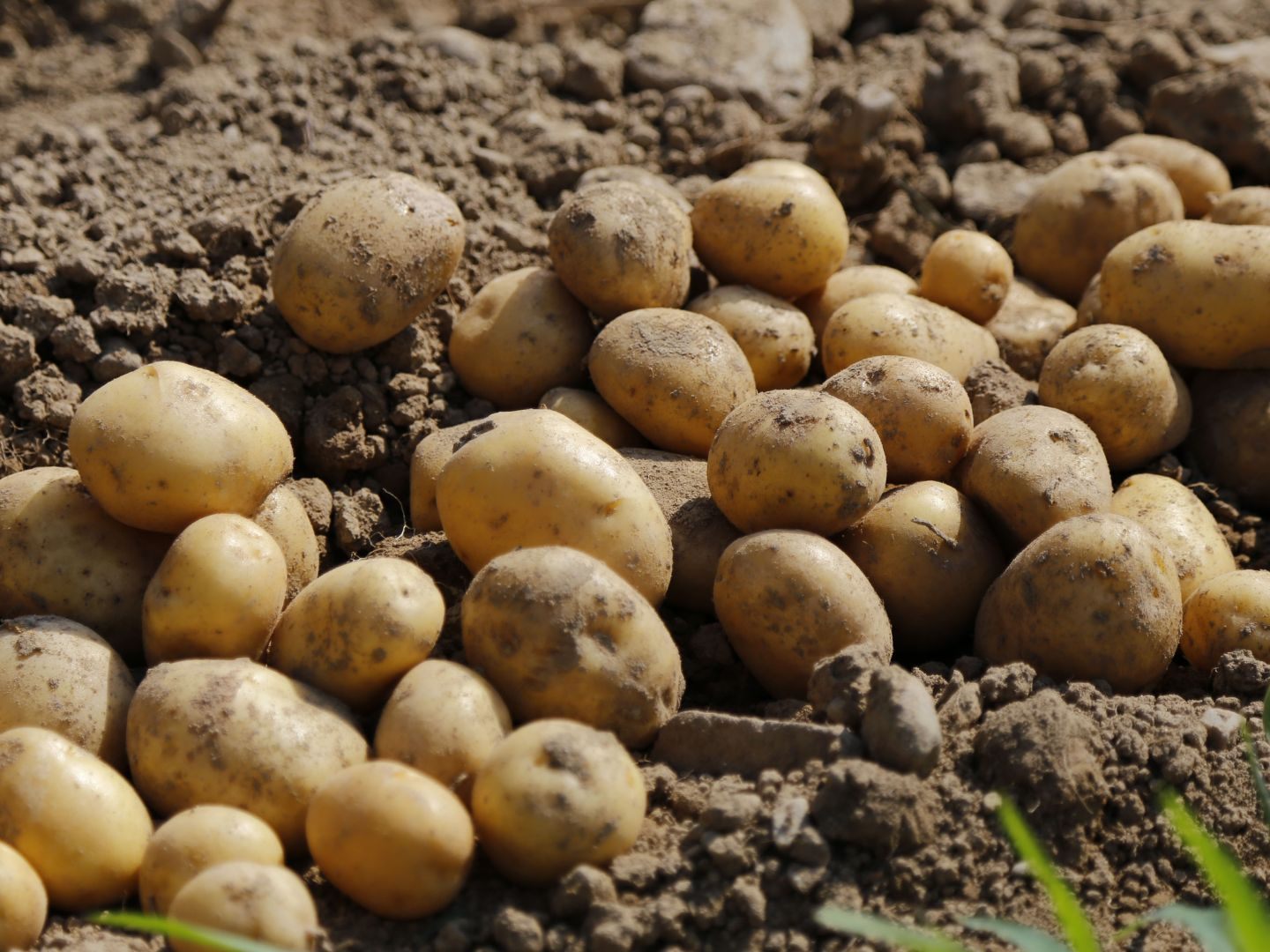Kartoffel dienen bei einer Kartoffelkanone als Munition. Kartoffel dienen bei einer Kartoffelkanone als Munition.