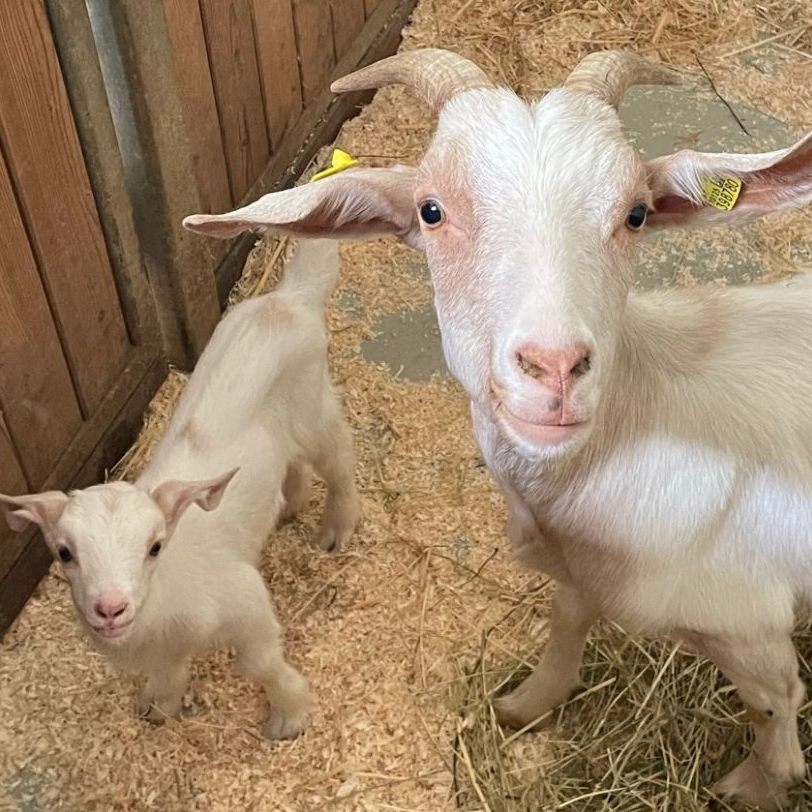 Im Tierschutzhaus Vösendorf gibt es süßen Ziegennachwuchs.