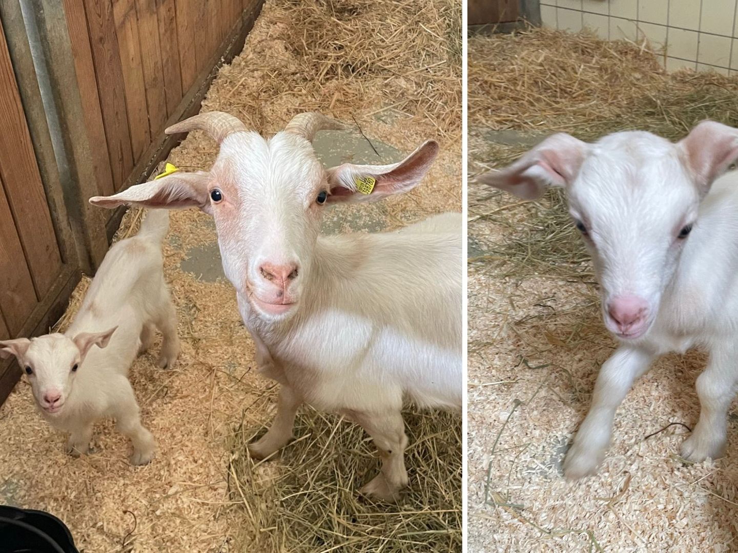 Im Tierschutzhaus Vösendorf gibt es süßen Ziegennachwuchs. Im Tierschutzhaus Vösendorf gibt es süßen Ziegennachwuchs.