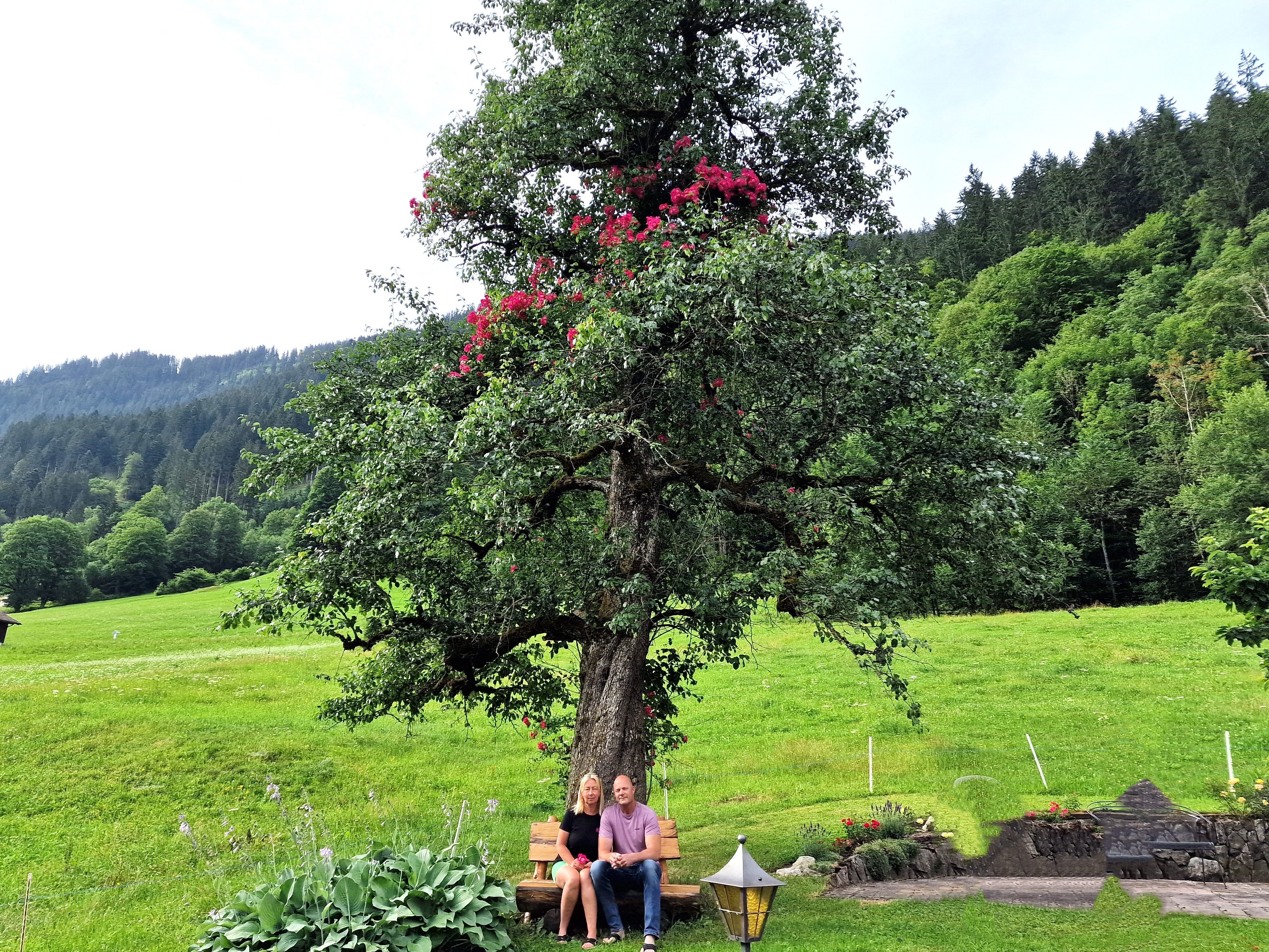 Das Bänkli unter dem Birnbaum mit dem roten Herz lädt zum Verweilen ein. Das Bänkli unter dem Birnbaum mit dem roten Herz lädt zum Verweilen ein.