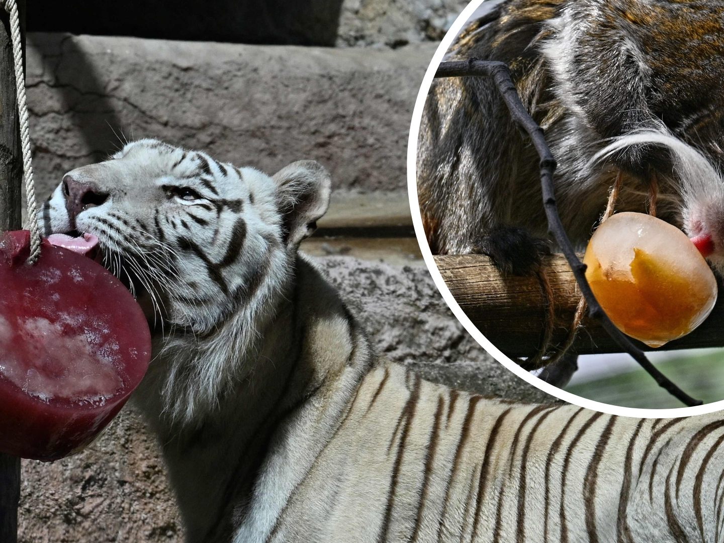 Eiskalte Überraschung: Hitze-Highlight im Tiergarten Rom.