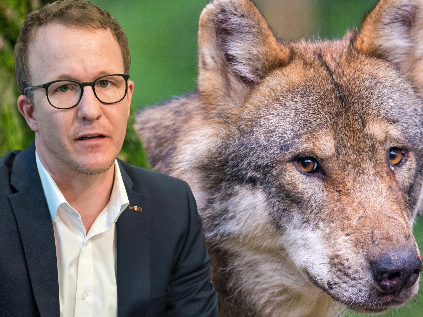 Vorarlberger Landesrat will raschen Abschuss von Problemwölfen. Vorarlberger Landesrat will raschen Abschuss von Problemwölfen.