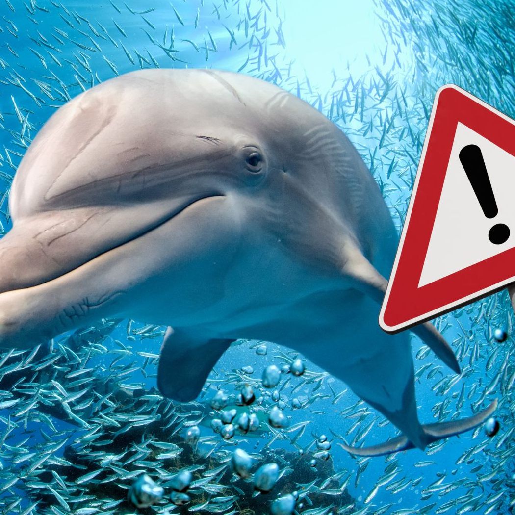 In Japan soll es vermehrt zu Delfinangriffen kommen.