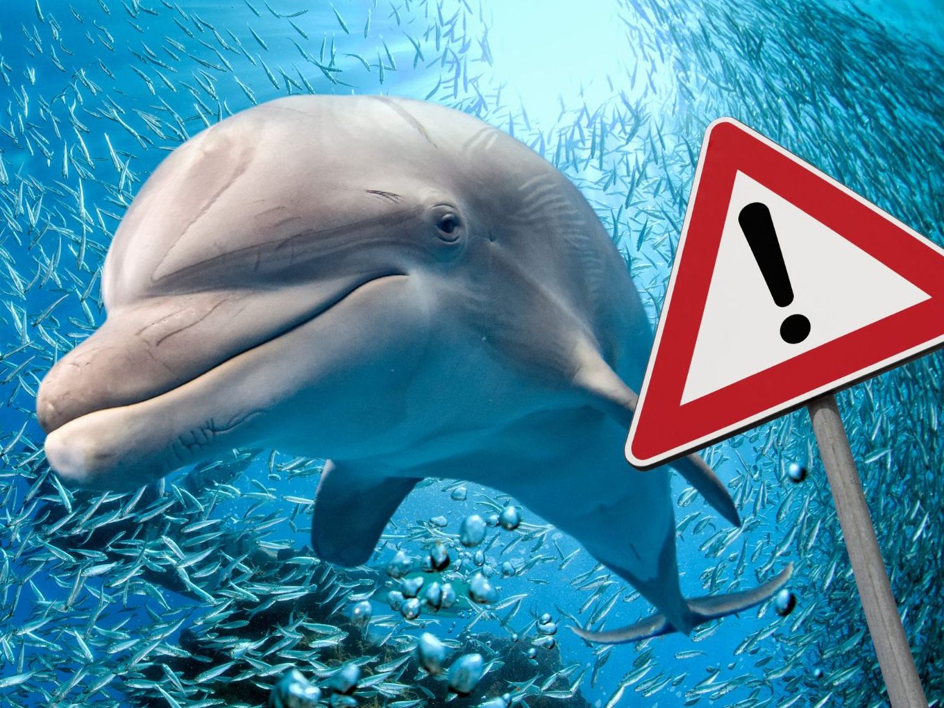 In Japan soll es vermehrt zu Delfinangriffen kommen. In Japan soll es vermehrt zu Delfinangriffen kommen.
