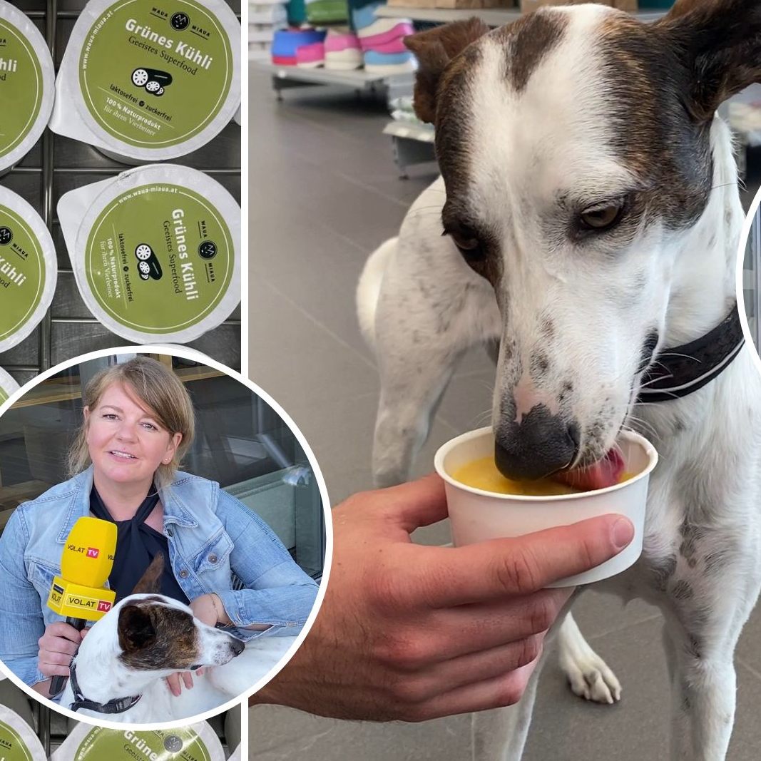 Wer jetzt ein eigenes Eis für Hunde entwickelt hat.