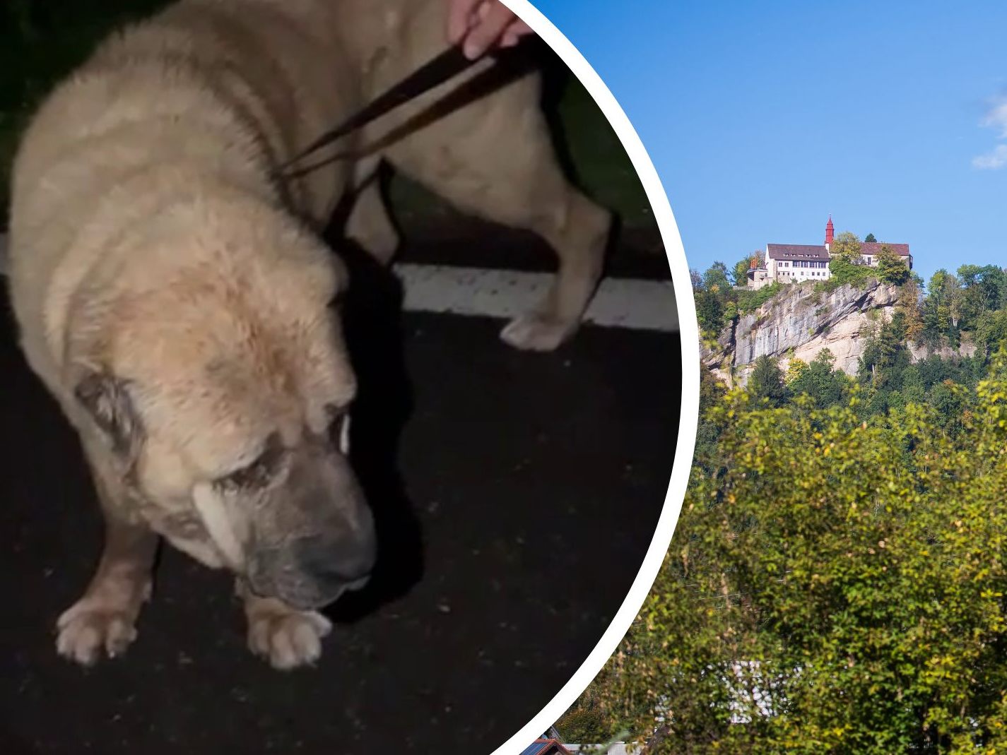 Was macht ein Hund alleine am Gebhardsberg?