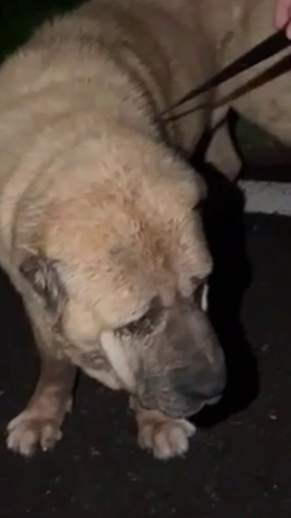 Was macht ein Hund alleine am Gebhardsberg?