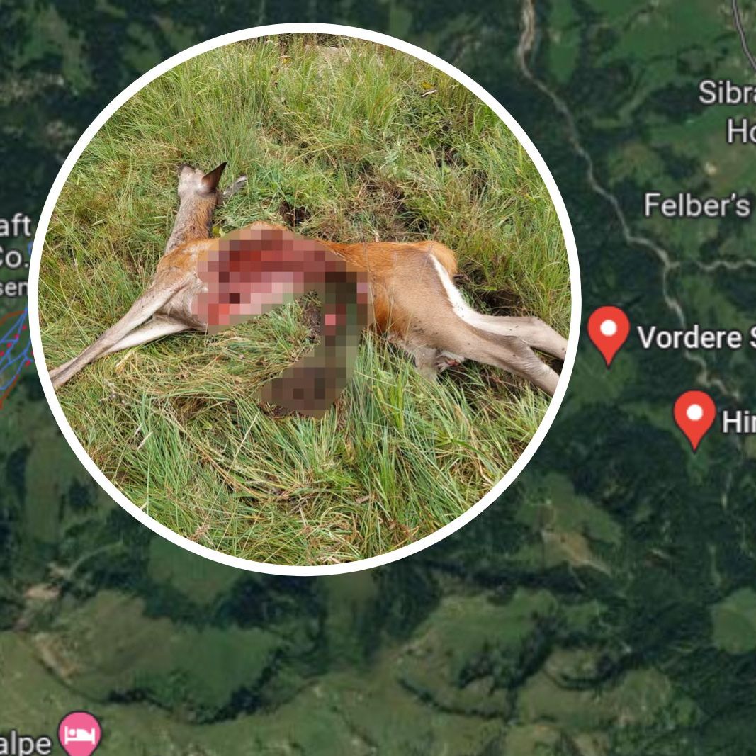 Ein Wolf riss vermutlich ein Tier in den Egger Alpen.