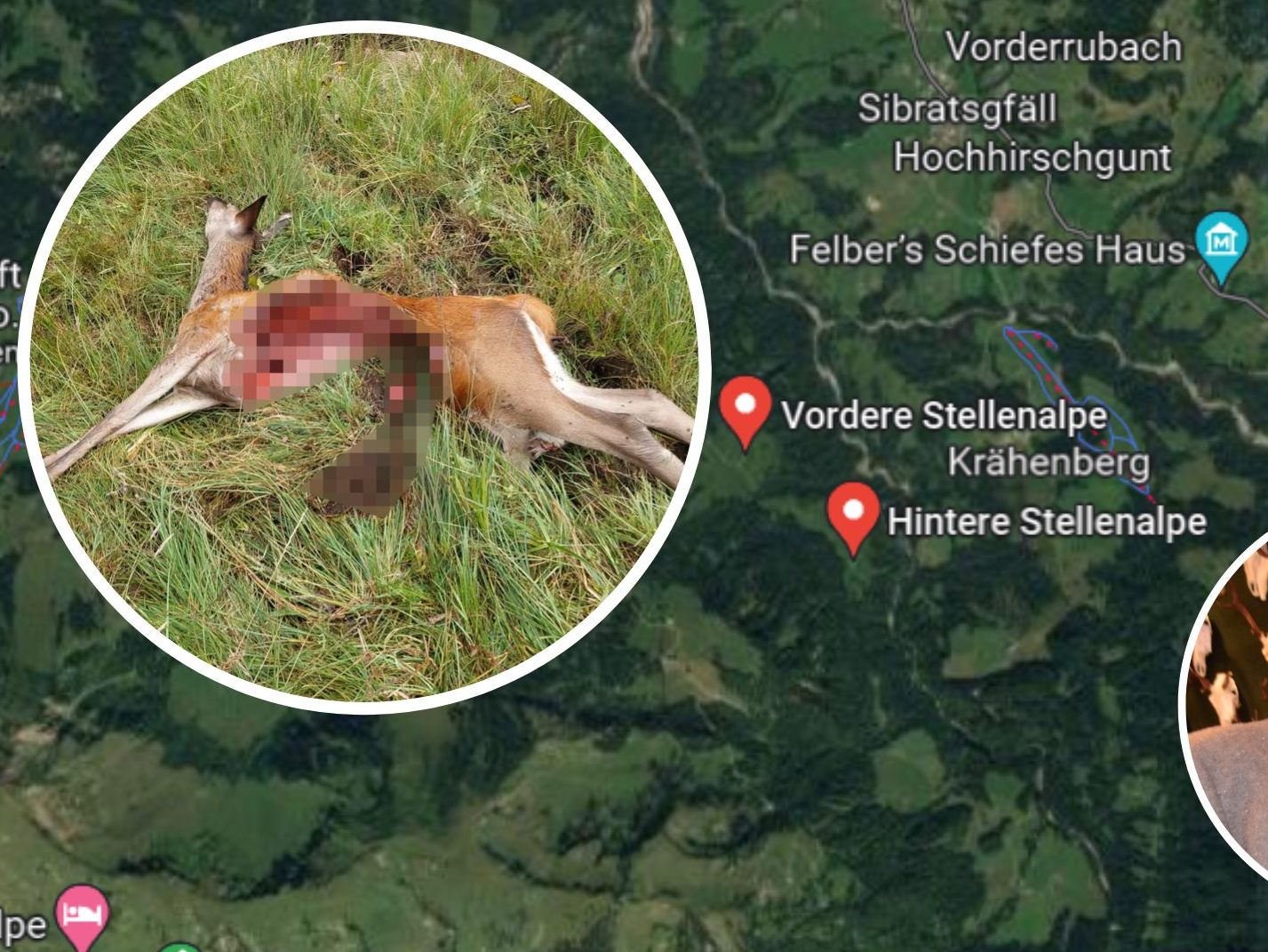 Ein Wolf riss vermutlich ein Tier in den Egger Alpen. Ein Wolf riss vermutlich ein Tier in den Egger Alpen.