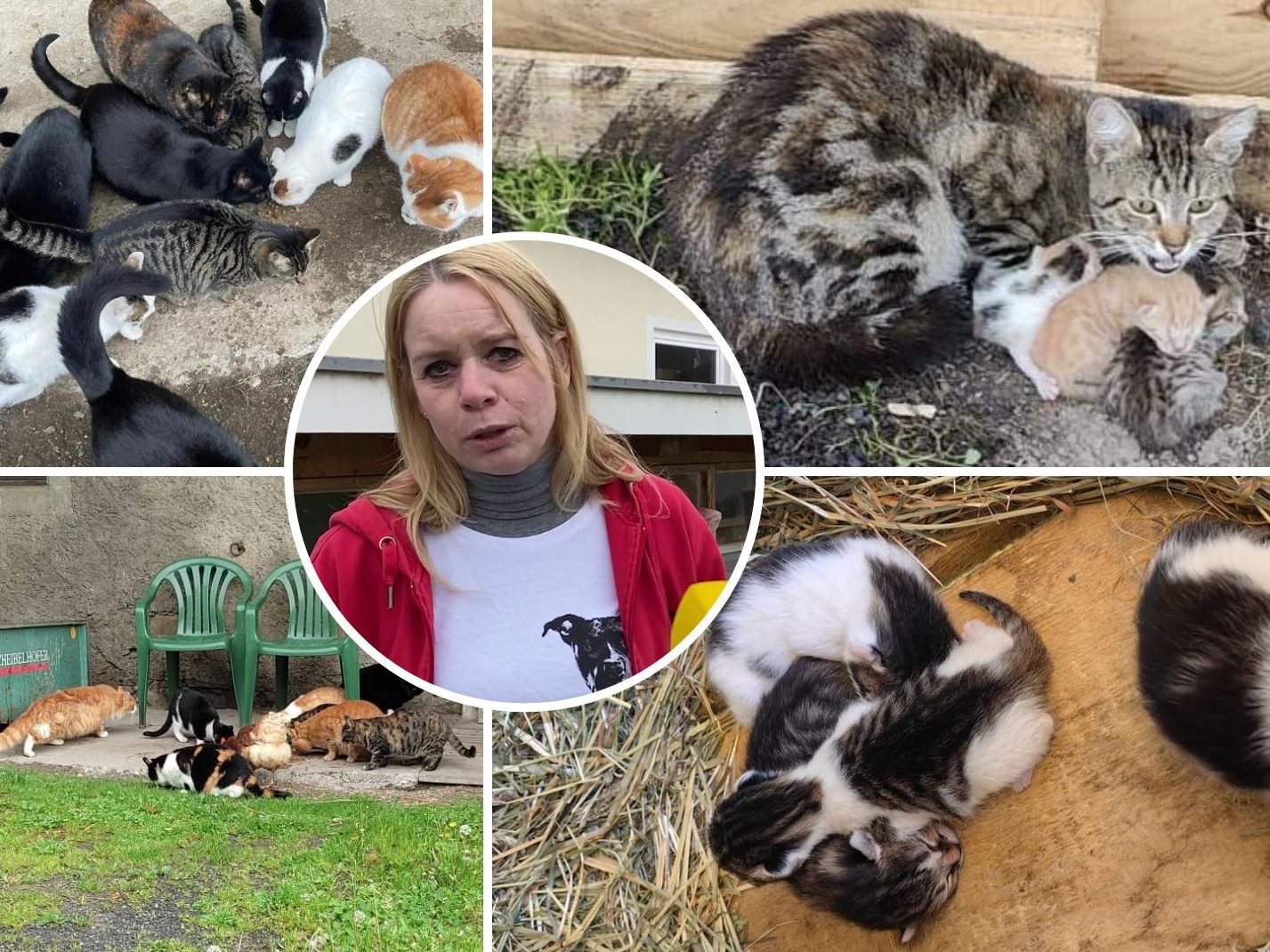 Tierschutzvereins-Obfrau Michael Bonmassar berichtet von einer regelrechten Katzenschwemme.