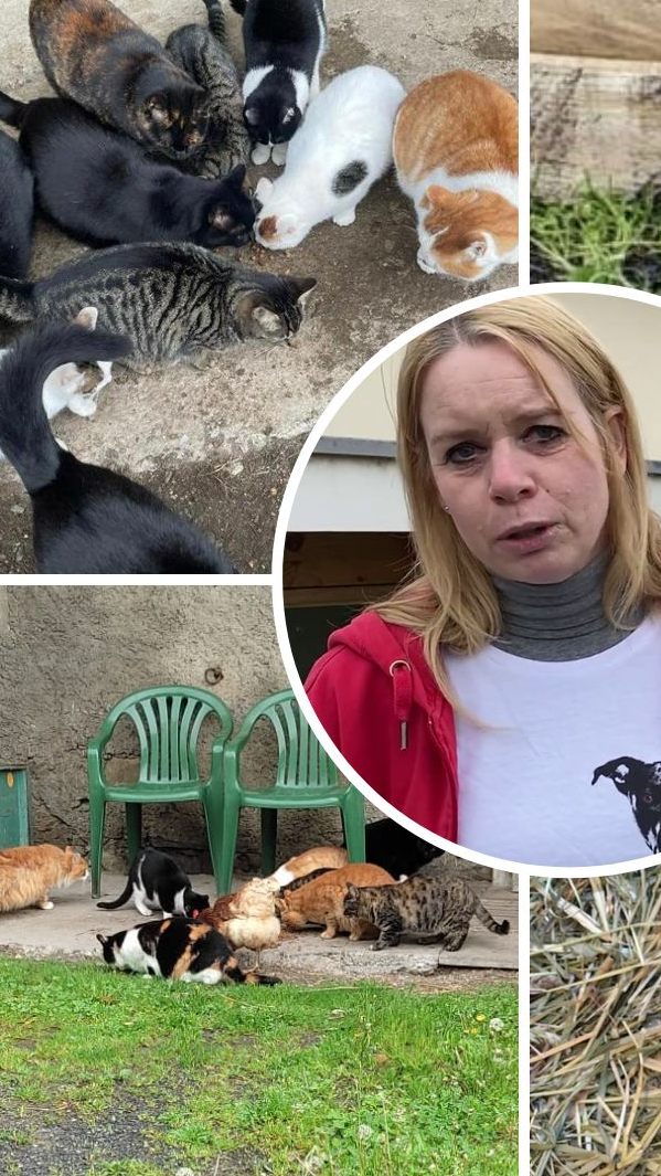 Tierschutzvereins-Obfrau Michael Bonmassar berichtet von einer regelrechten Katzenschwemme.