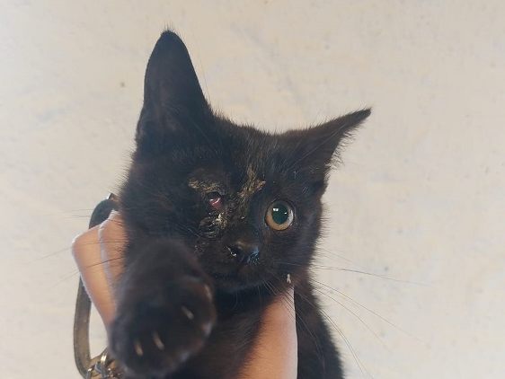 Dieses Kätzchen wurde von einer Frau von der Straße gerettet.