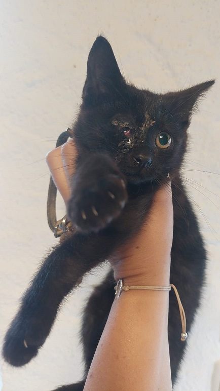 Dieses Kätzchen wurde von einer Frau von der Straße gerettet.