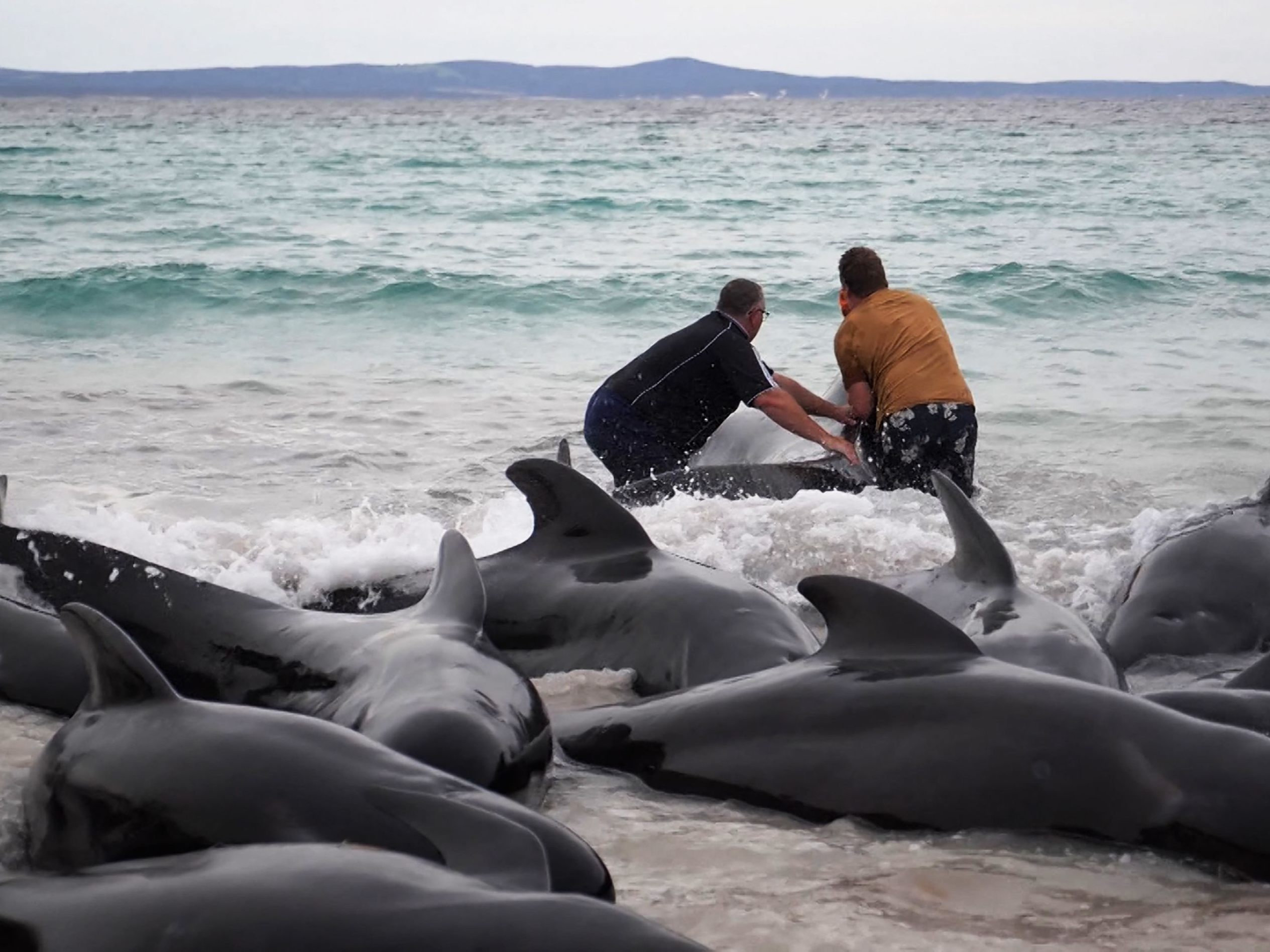 Massenstrandung von Grindwalen vor Westaustralien.