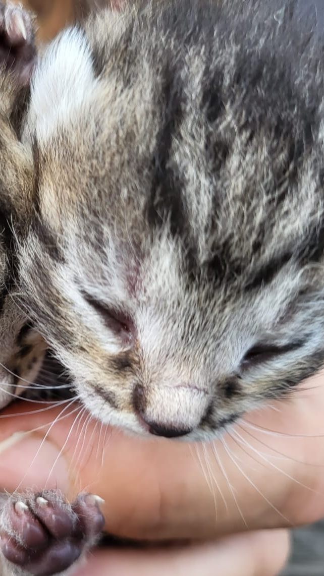 Zwei Kätzchen wurden vor einer Pizzeria in Eferding ausgesetzt.