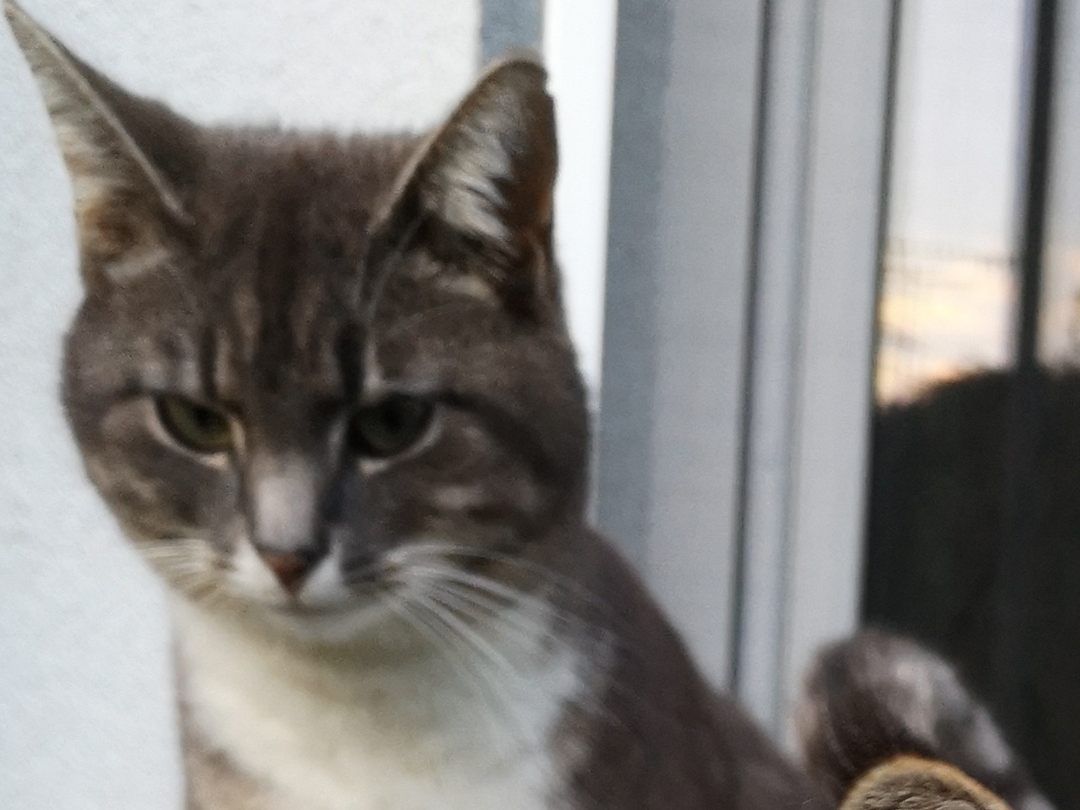 Kater Carlos