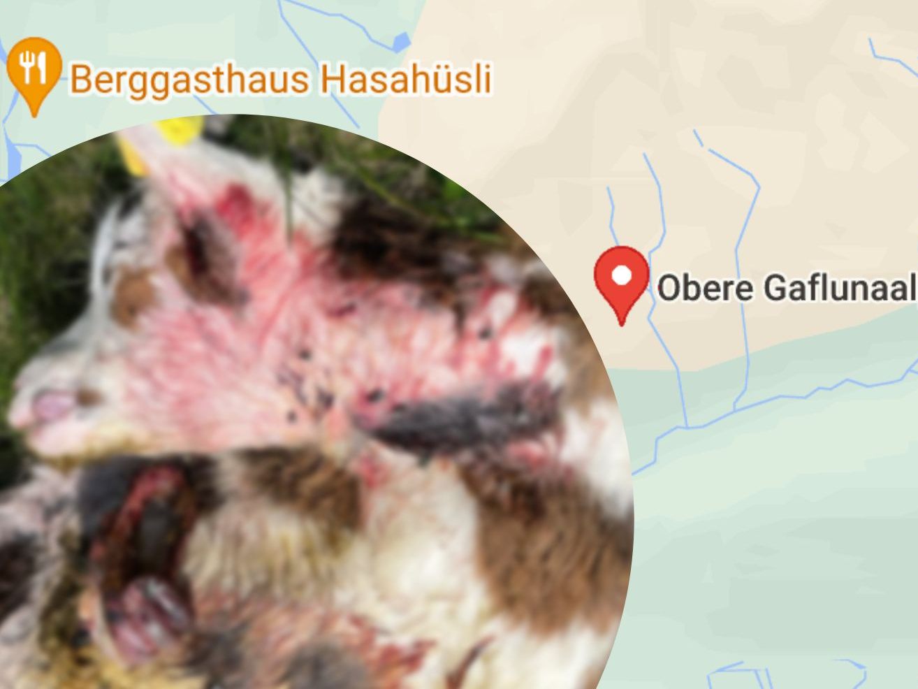 Offenbar treibt ein Wolf im Silbertal sein Unwesen.