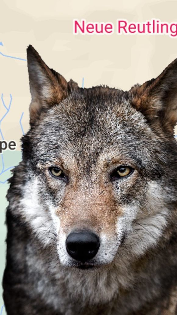 Offenbar treibt ein Wolf im Silbertal sein Unwesen.