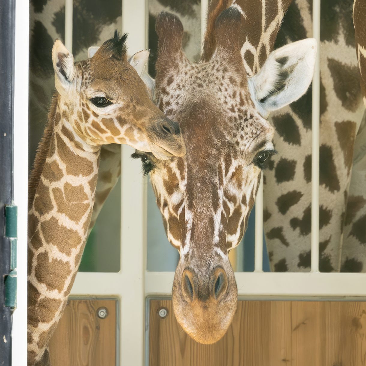 Giraffen-Nachwuchs im Wiener Tiergarten Schönbrunn.
