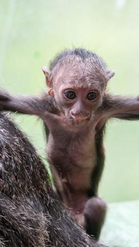 Das Affenbaby im Wiener Haus des Meeres heißt nun offiziell "Quentin".
