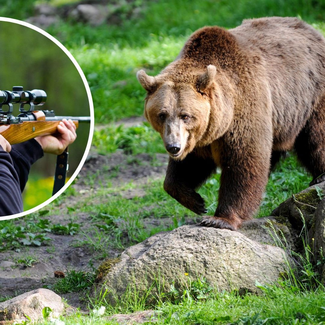 Einer der Jäger wurde verletzt