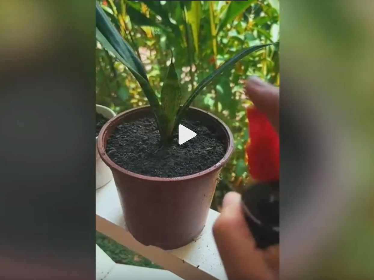 Eine Frau in Costa Rica verwendet ihr Periodenblut, um ihre Pflanzen zu düngen.