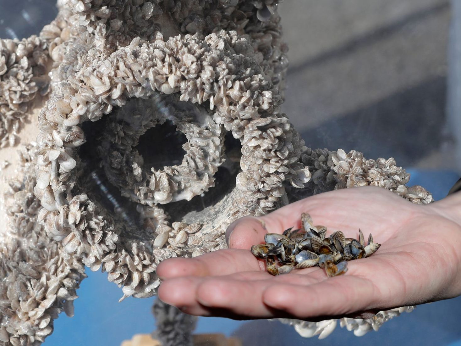 Die invasive Muschel hat längst den Bodensee für sich in Beschlag genommen. Die invasive Muschel hat längst den Bodensee für sich in Beschlag genommen.