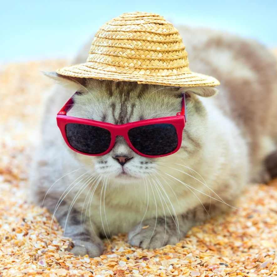 Wie Sie Ihre Tiere vor Hitze schützen - und wie nicht.